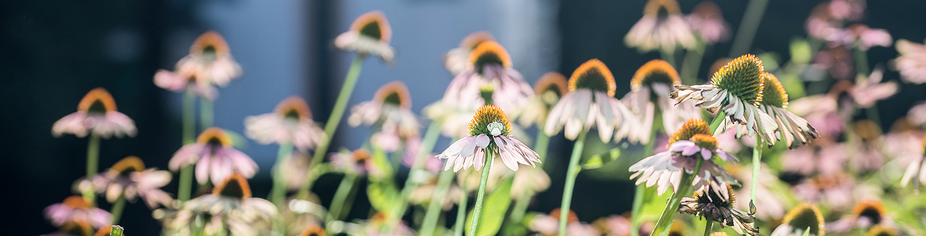 �D2
